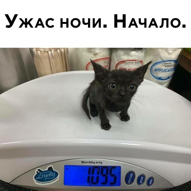 Весёлый полтишок 7.03