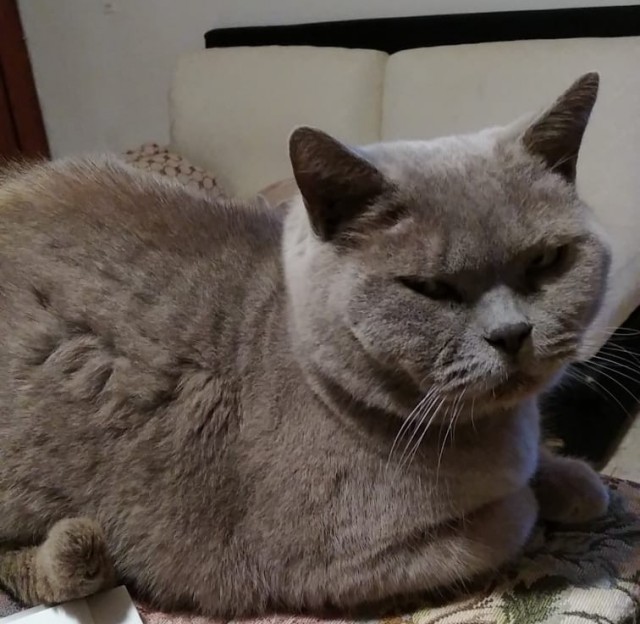 Котовторник!