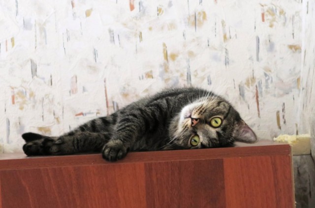 Которник