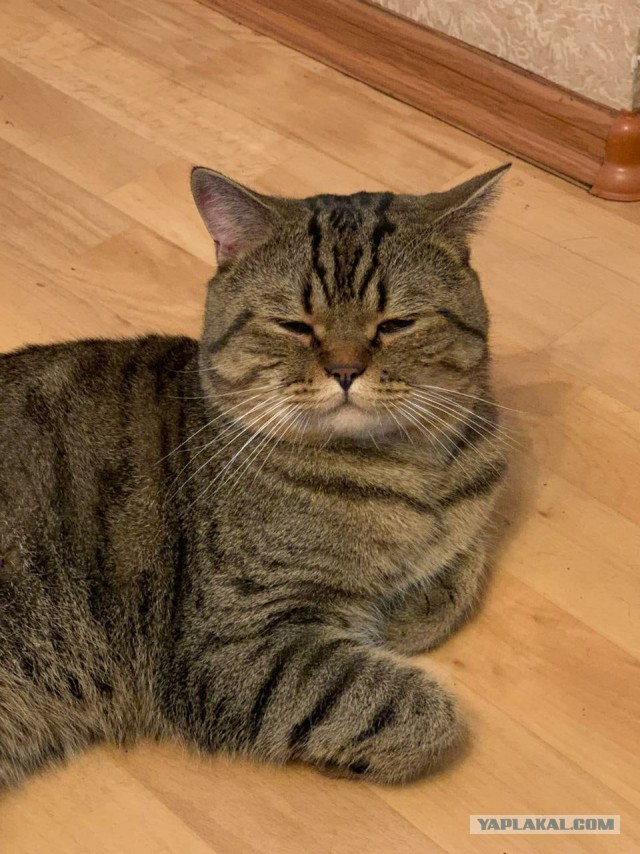 Кот Василий