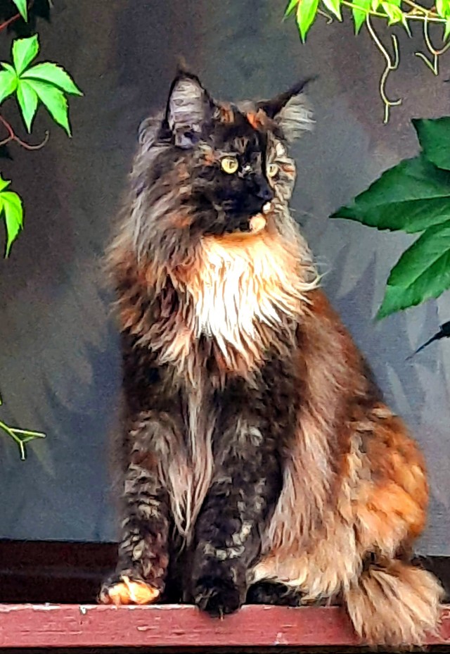 Котовторник (свои добавляем)