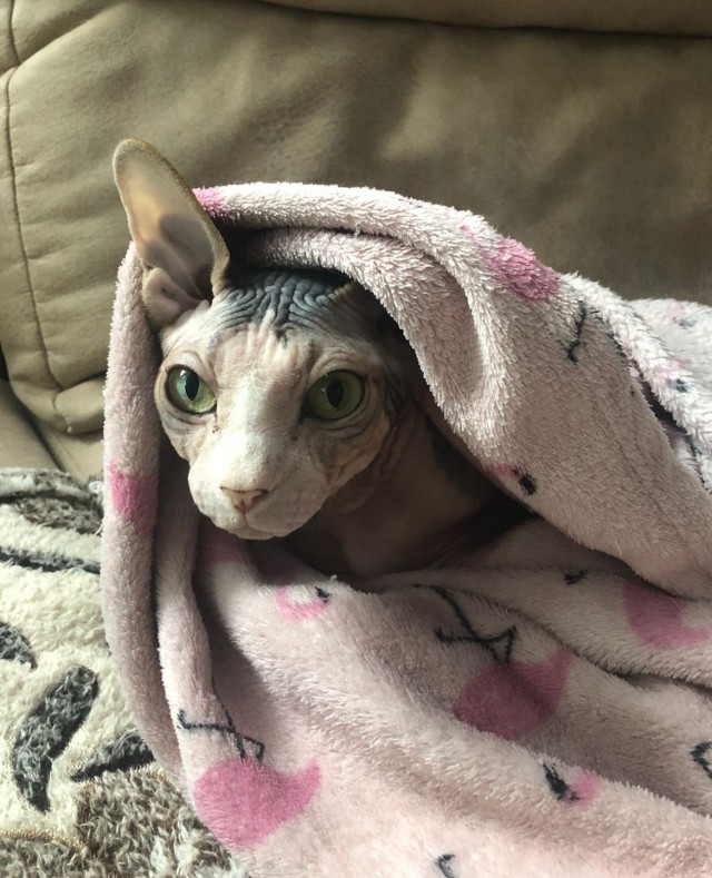 Последний котовторник лета