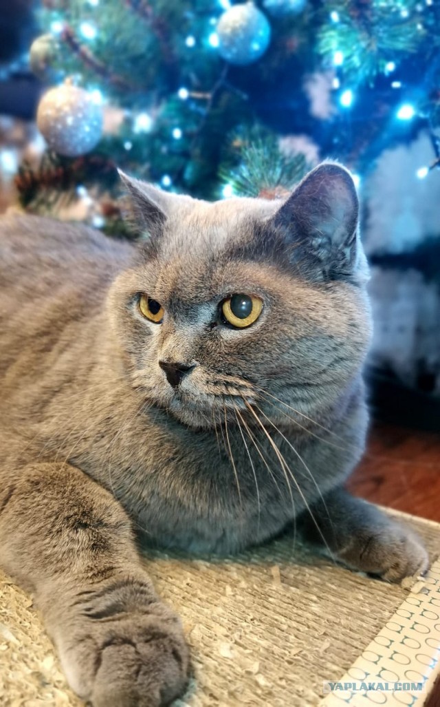 Котовторник. Февраль