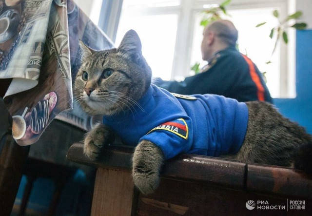 Милота котовторника