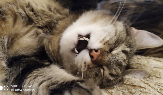 Долой политику, ура котикам!