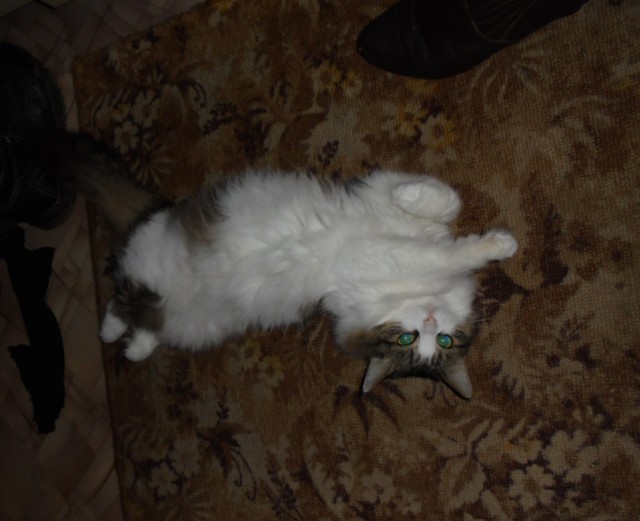 Котовторник! Пара фоток суровых котов.