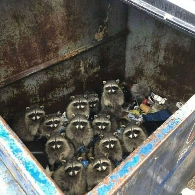 В мире прикольных животных
