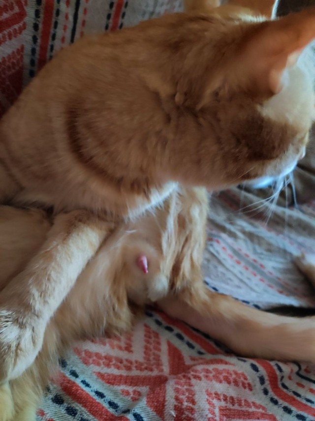 Кот д’Ивуар