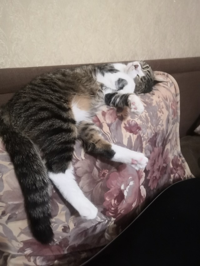 Коточетверг!