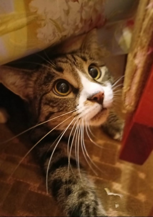 Котовторник
