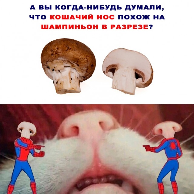 Картинки и мемы для настроения - 181