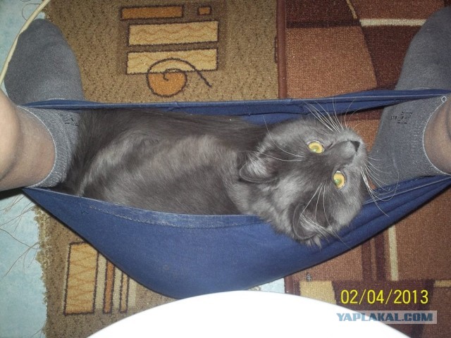 Котовторник 09.04.2013