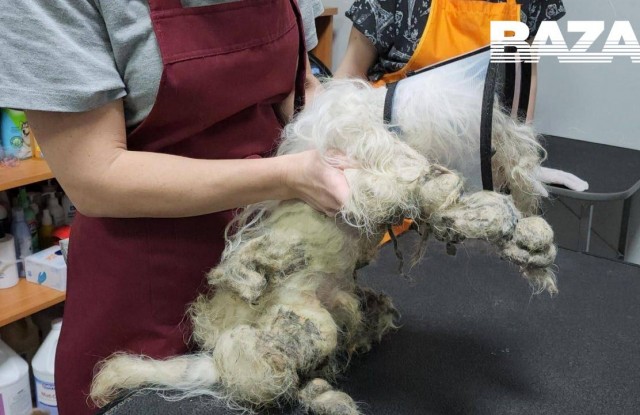 Мальтийская болонка год выживала в подольском лесу совсем одна.