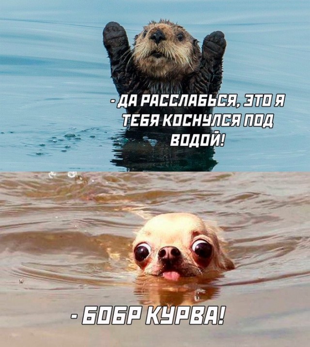 Весёлый полтишок 10.06.24