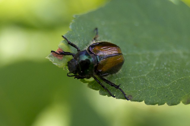Немного летнего макро