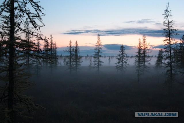 Красота! Лето на Ямале. Фото