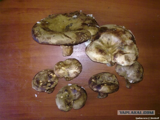 Поход за грибами,