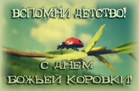 13 июня День божьей коровки