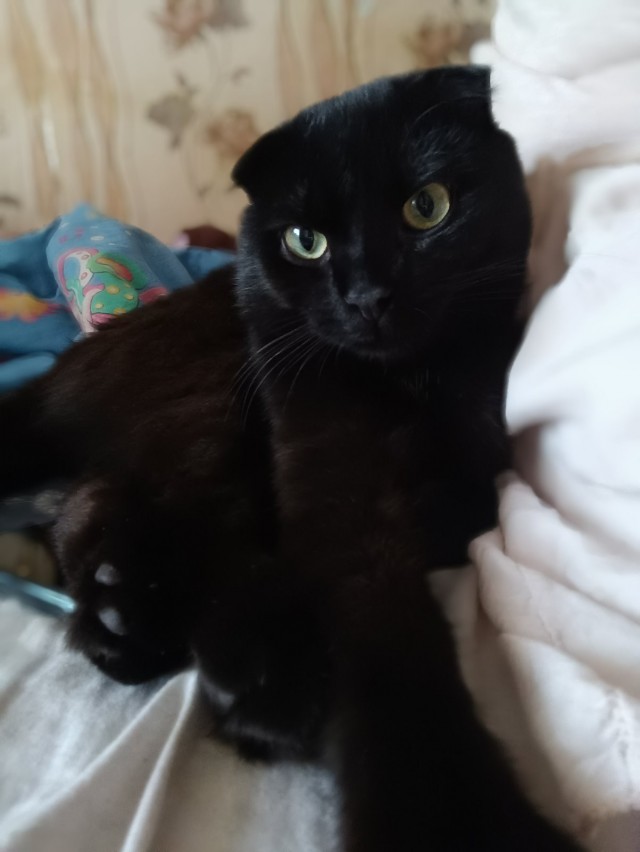 Котовторник