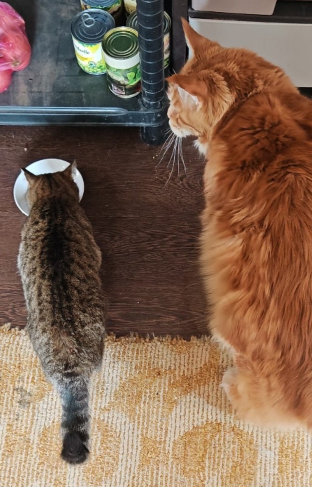 Котики