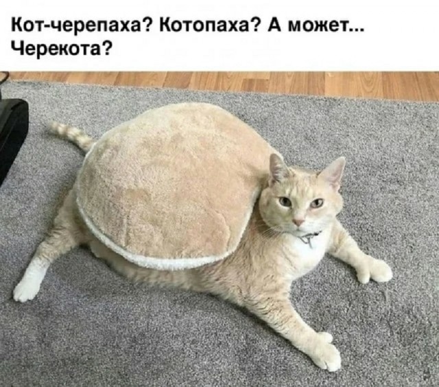 Так себе картинки 02.01.26