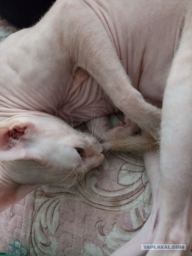 Кота могут арестовать и продать за долги хозяина