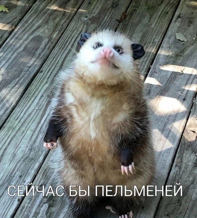 Картинки для деградации 212 (разной степени свежести)