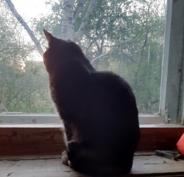 Трехлапый котопес.