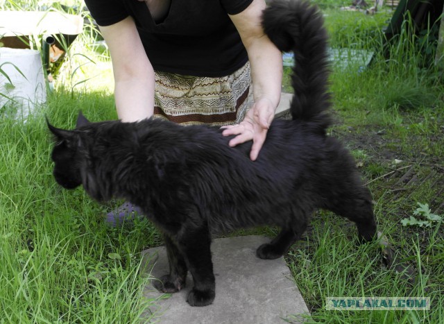 Котовторник 17.06.2014