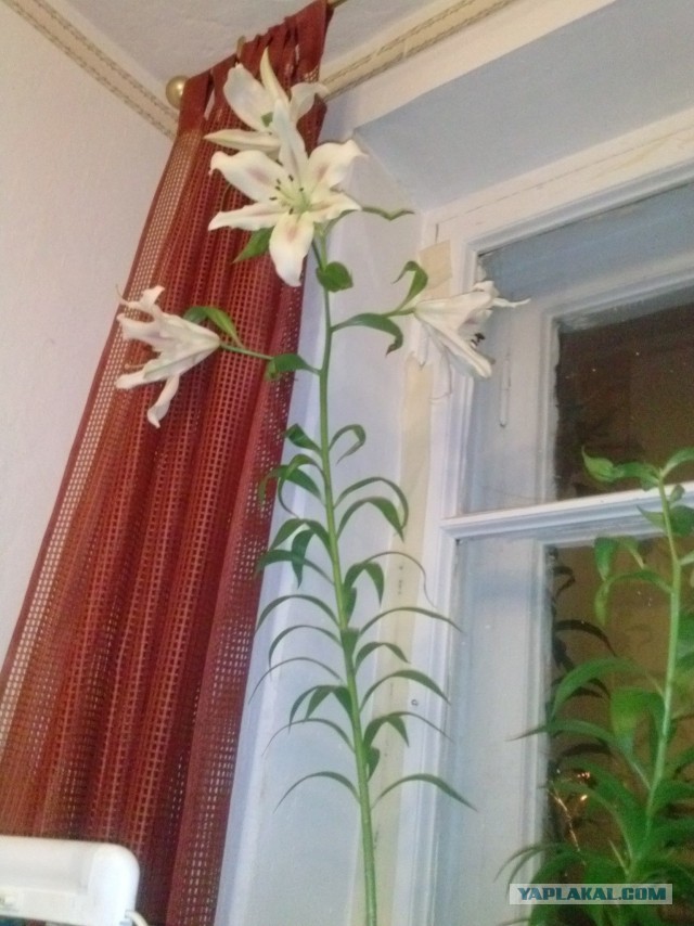 Лилия