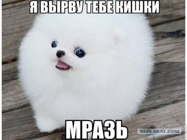 Не смешите собаку, когда она ест