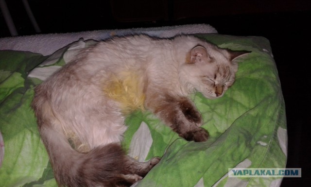 Котовторник 27.01.2015