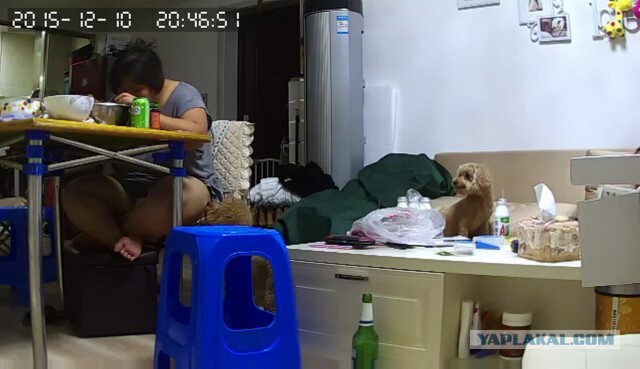 За что я люблю китайцев