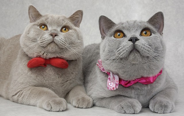 Коты, кошки, котята