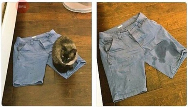 Коты из сети