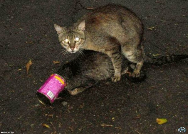 Коты из сети