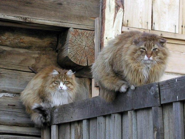 Коты из сети