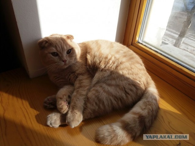 Кошкин день
