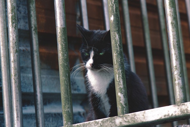 Коты и Кошки