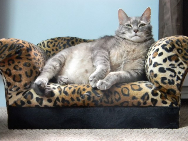 Коты и Кошки