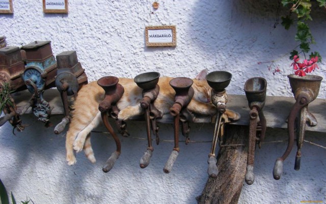 Коты и Кошки
