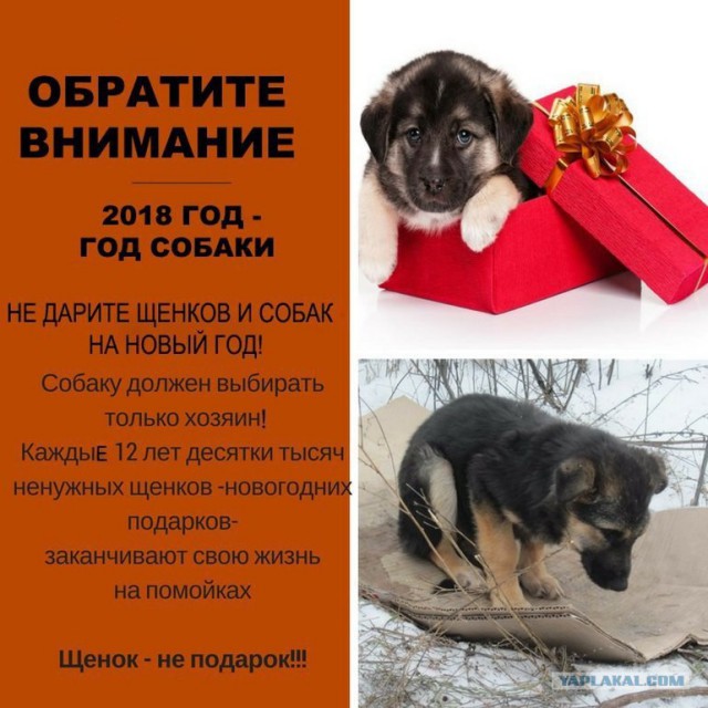 В ответ на всех споров про собак