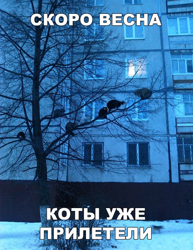 Прикольных котов пост