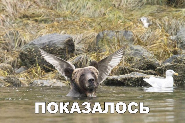Живность из сети