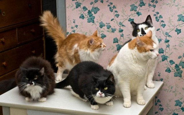 Котомет на вторник 08.04.08