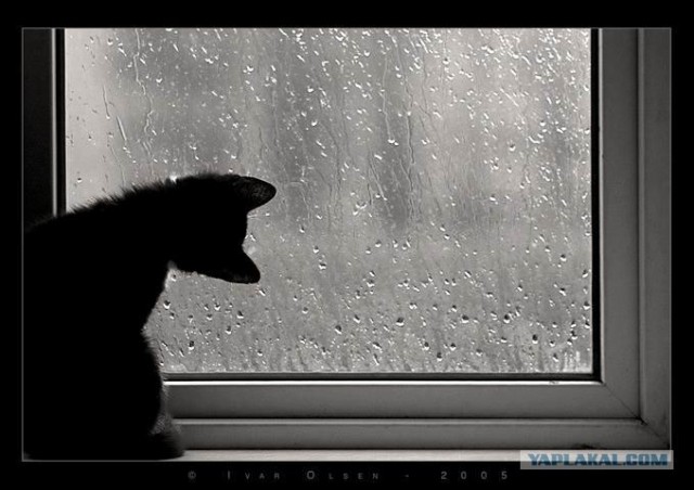 Котовторник на ЯПлакалъ 08.07.2008