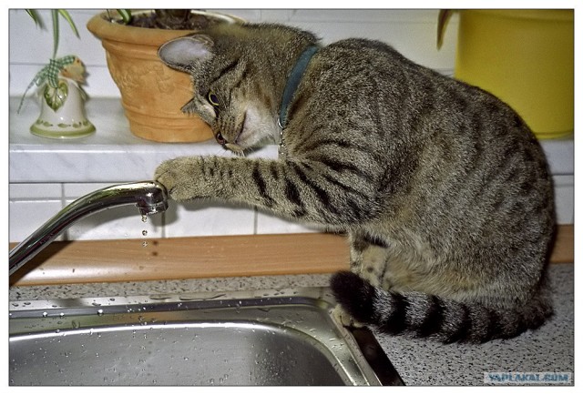 Уррааа! Котовторник на ЯПлакалъ!
