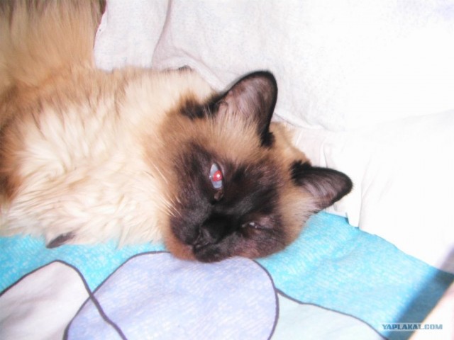 Котовторник на 03.02.2009