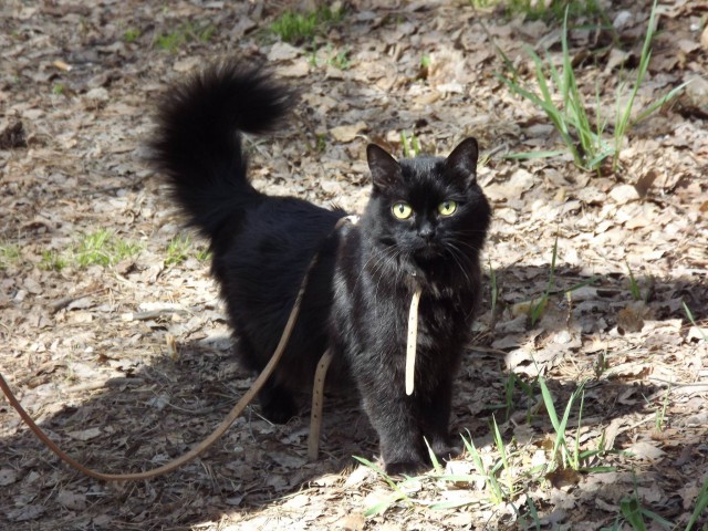 Котовторник 07.08.2018