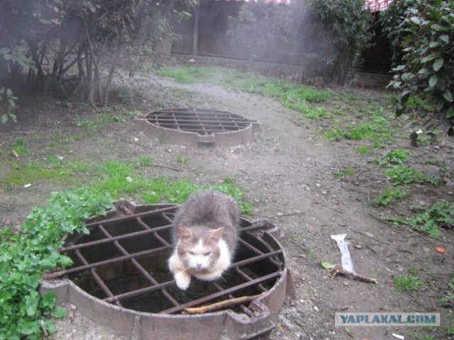 Lolcats - котовторник 33 лолокота!